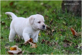 Labradorský retriever - 3