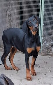 Šteniatka Doberman - 3