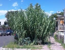 trstina obrovská   Aruna   Arundo-donax  Trsteník - 3