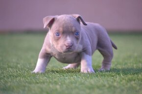 American bully - 3