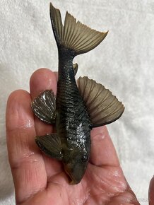 Pleco - 3