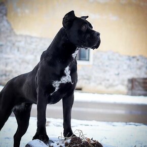 DARUJEM Cane Corso fenku - 3