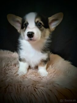 Welsh corgi  / waleský corgi pembroke bez PP - 3