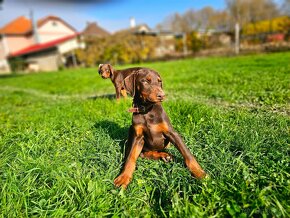 Doberman šteniatká - 3