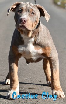 American Bully Xl - 3