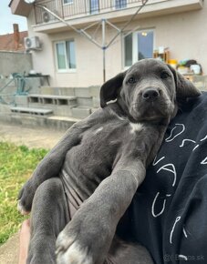 Cane Corso x Stafford - 3