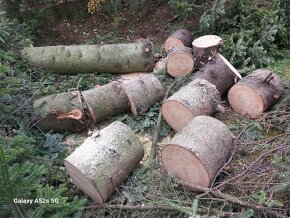 Čečina na náhrobne vence, kytice, aranžmány- Jedĺove drevo - 3