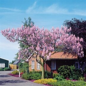 Paulownia tomentosa - paulownia plsnatá - 3