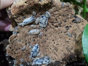 Isopody porcellio leavis dairy cow - 3