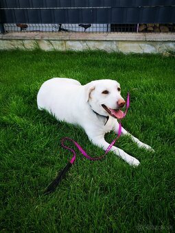 Krytie labrador pre našu labradorku - 3