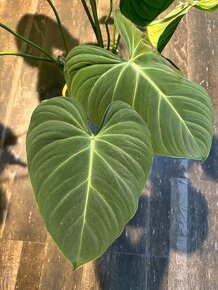 Philodendron Gloriosum - 3