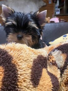 Yorkshire terrier s PP, Jork, - 3