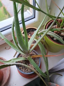 aloe vera - 3