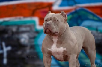 American bully s PP - 3