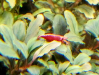 Predám krevetky Neocaridina Red Fire Painted Grade SS - 3