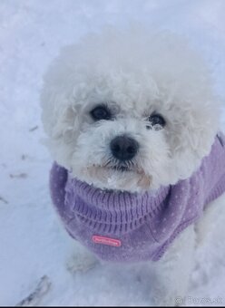 Bichon frise (bišonik) šteniatks s PP - 3