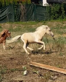 Minihorse na predaj - Showmer William - 3