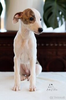 Whippet male - 3