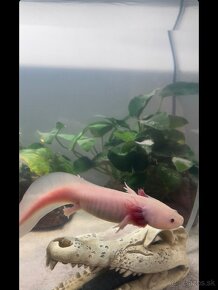 Predám 2x axolotlov s krásnym akvárkom - 3