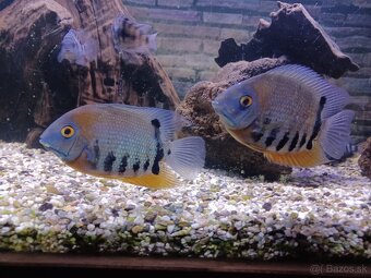 Heros severum - 3