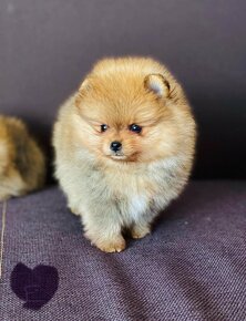 Pomeranian - 3