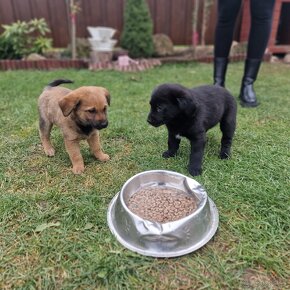 Darujeme šteniatka psíkov labrador - 3