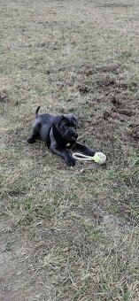 Predam cane corso - 3