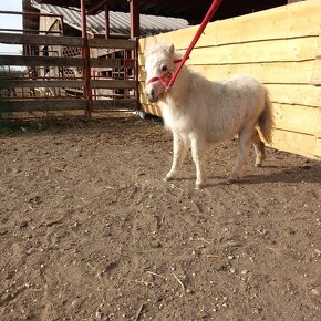 Mini shetland pony Kobyla - 3