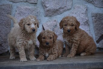 Goldendoodle F1 - 3