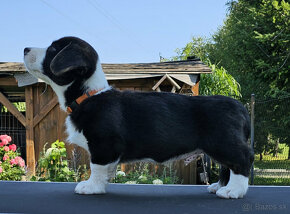 Welsh Corgi Cardigan-štěňata s průkazem původu FCI - 3