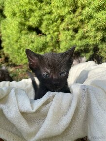 1/2 Mainská mývalia ‘mačka’ (kocúr) - Maine Coon - 3