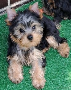 YORKSHIRE TERRIER - 3