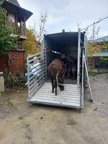 Preprava-prevoz transport koni,hov.dobytka,ovic,koz. - 3