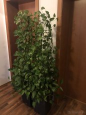 Zelená ťahavá izbová rastlina - 3