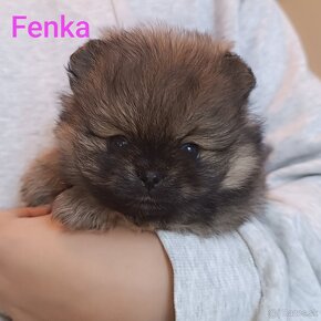 Pomeranian - 3