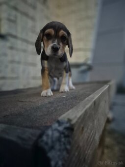 Beagle - 3