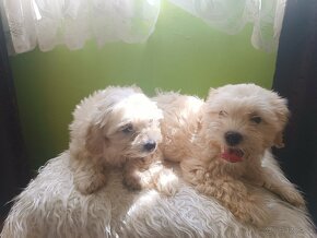 Maltipoo - 3