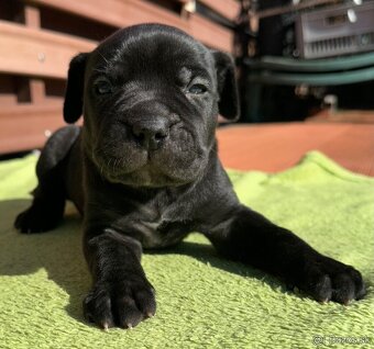 Výnimočné šteniatka americký bandog s rodokmeňom - 3