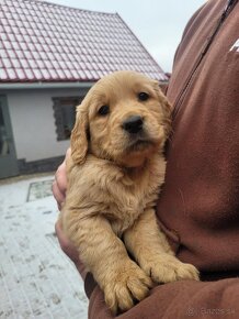 Golden retriever-zlatý retriever - 3