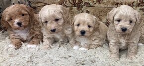 Maltipoo - 3