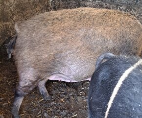 Pripustena prasnica duroc-mangalica - 3