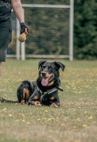 Beauceron s PP - 3