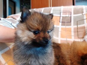 Špic, nemecký špic , oranžový špic, pomeranian - 3