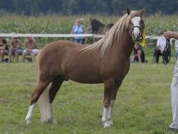 Welsh mountain pony hřebec pripousti - 3