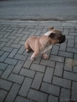 American bully exotic - 3