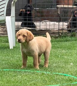 Čistokrevní štěňata labrador IHNED - 3