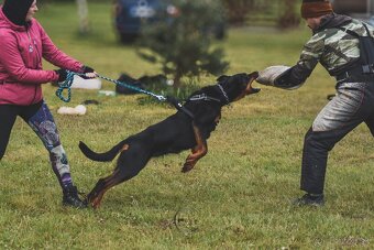 Beauceron s PP - 3