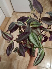 Tradescantia - izbové rastliny - 3