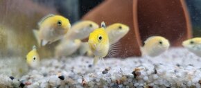 Labidochromis Caeruleus Yellow - 3