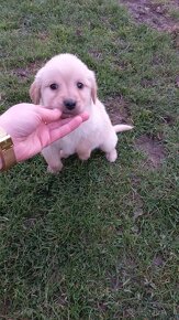 Šteniatka labrador a kríženec zlatý retriever - 3